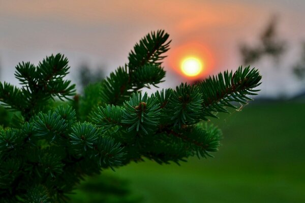 Branche d épinette soleil coucher de soleil