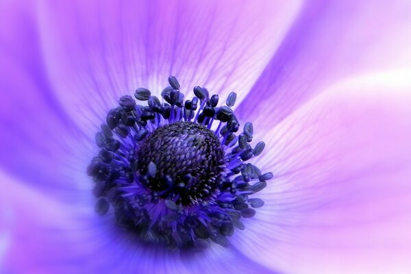 Purple flower with an open bud