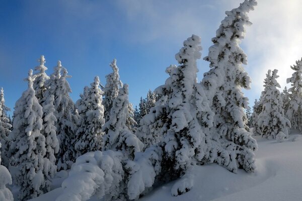 Frostiger Wintermorgen im verschneiten Wald