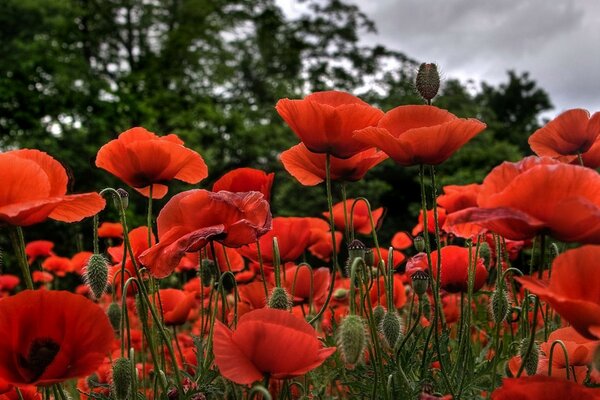 Hermoso campo de amapolas rojas