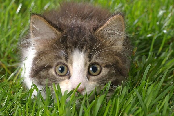 Fluffy cat hiding in the grass