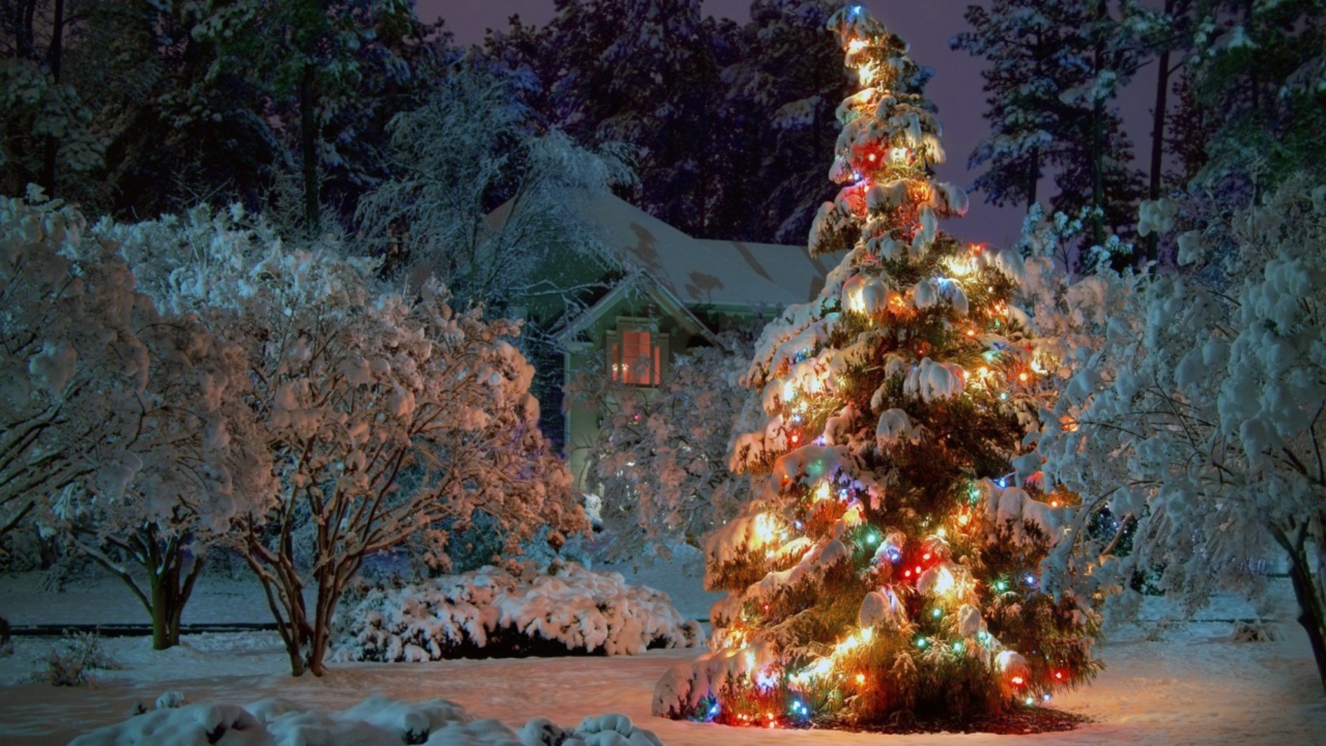 yeni yıl kış ağaç kar açık havada seyahat manzara doğa noel ahşap