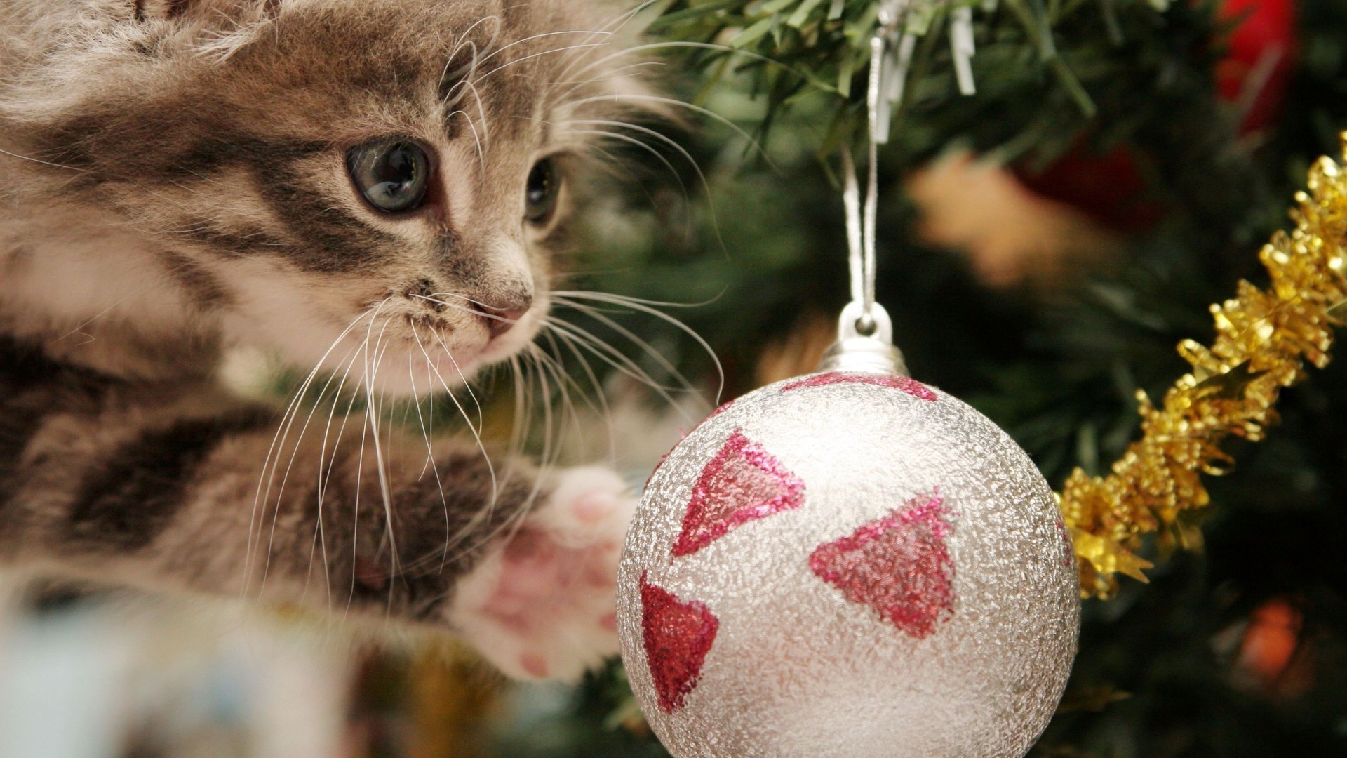 año nuevo lindo gato pelaje