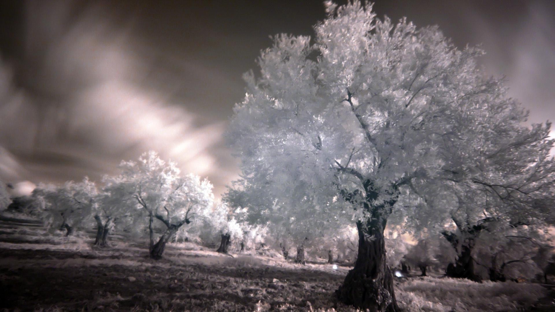 paisaje árbol paisaje nieve invierno tiempo niebla madera naturaleza infrarrojos escarcha frío niebla al aire libre