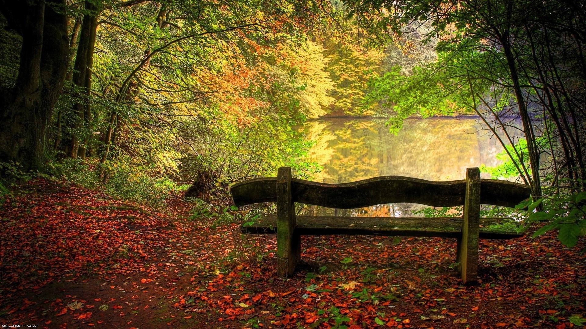 forêt bois automne arbre feuille parc nature banc paysage lumière saison érable scénique lumière du jour jardin