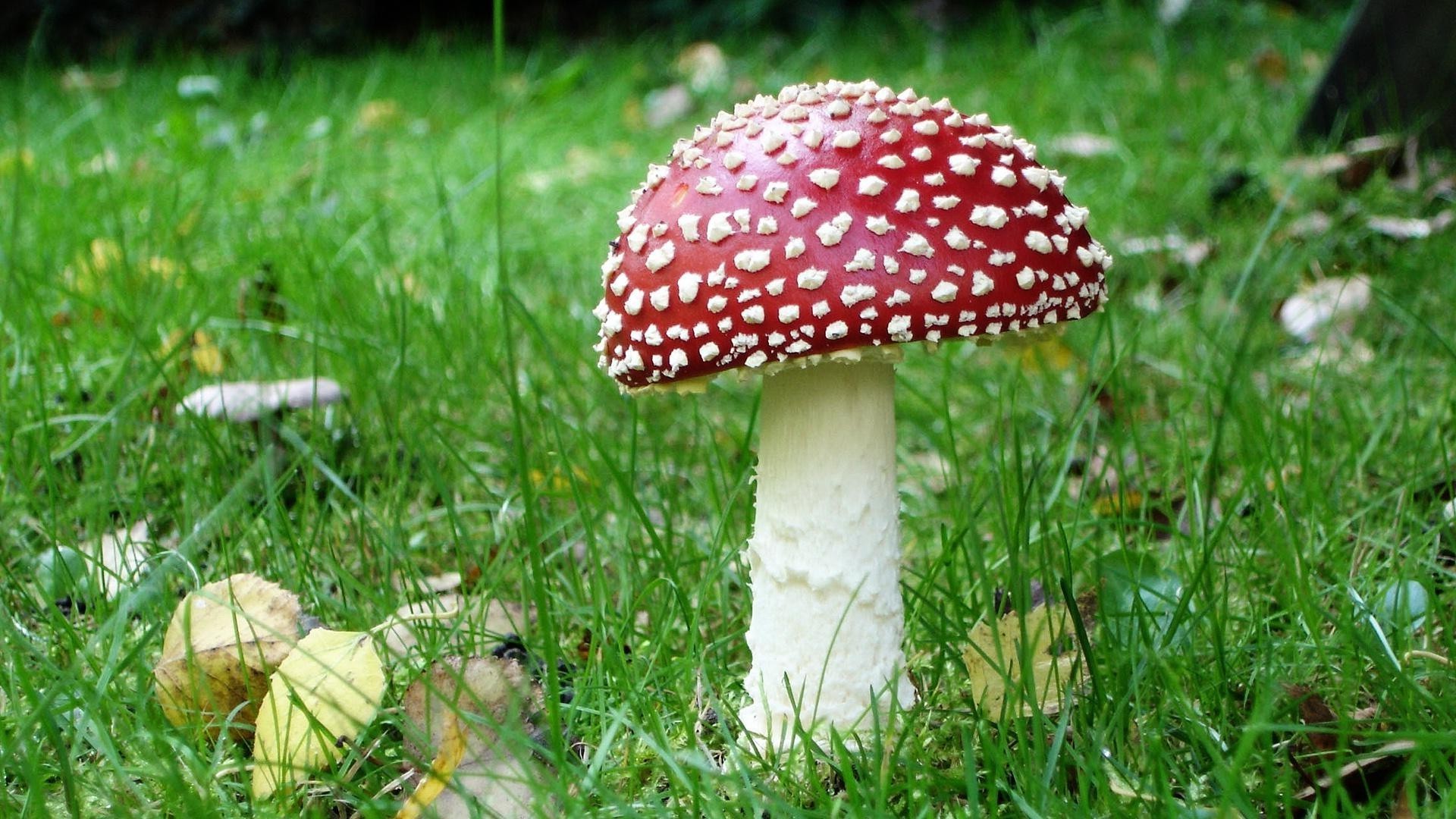 funghi erba fungo natura fungo autunno all aperto stagione selvaggio svasso estate foglia legno tossico terra close-up flora crescita fieno