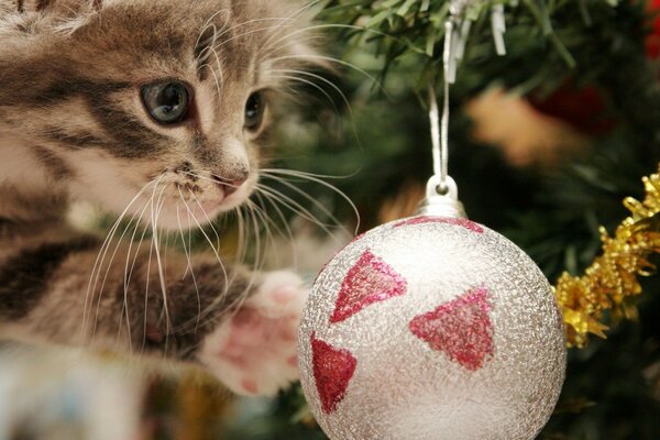 Gatinho brincando com brinquedo de árvore de Natal