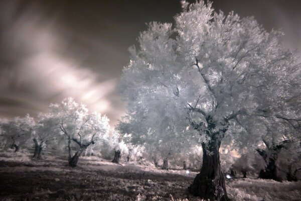 Paysage d hiver chic des arbres