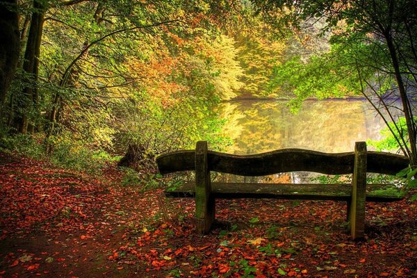 Bench in the shade of trees by the lake