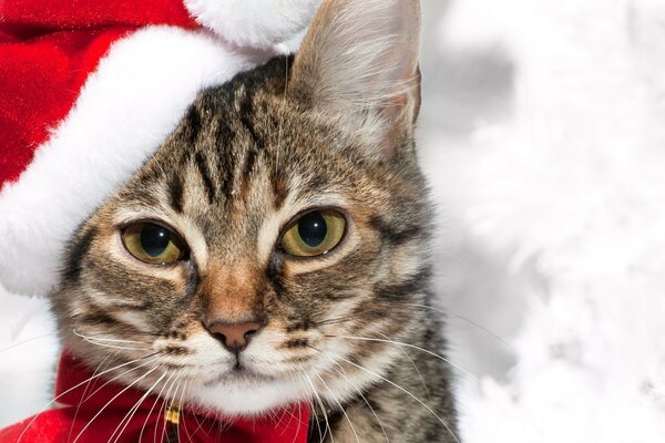 Chat dans le chapeau du père Noël