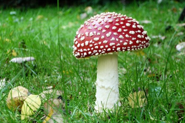 Hermosa Amanita en la hierba verde