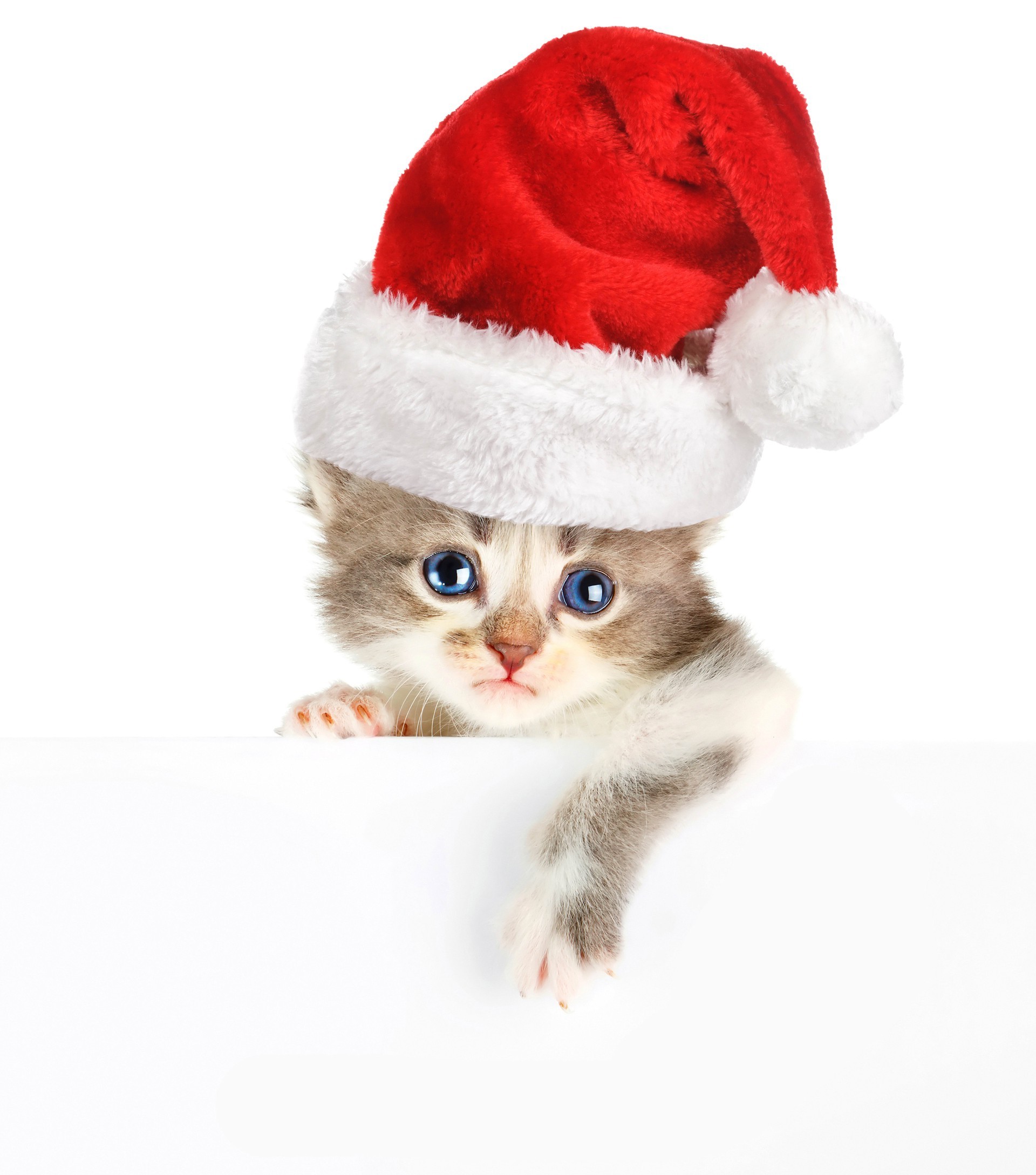 cats fur christmas winter cute funny downy little isolated lid gift cap young celebration curiosity baby adorable looking one merry fun