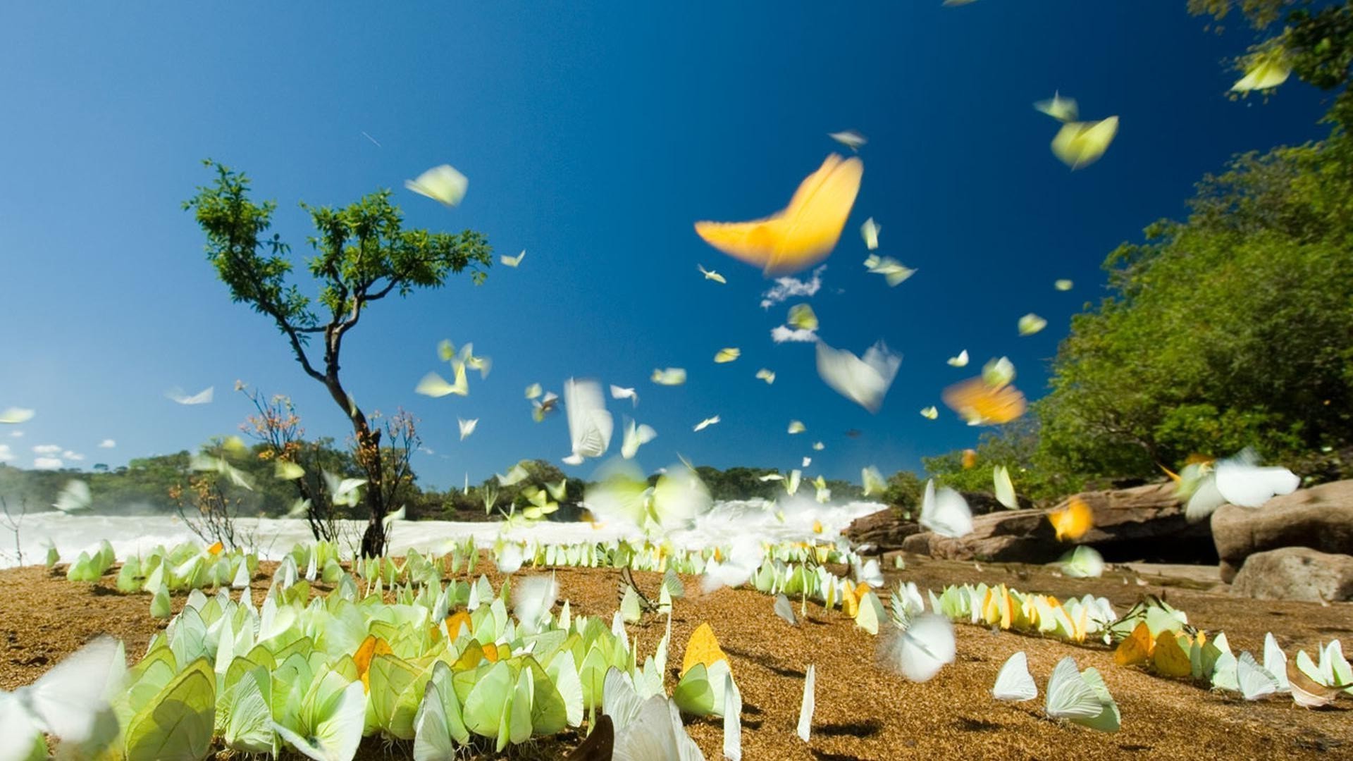 animaux nature à l extérieur arbre jardin été flore ciel paysage fleur voyage herbe