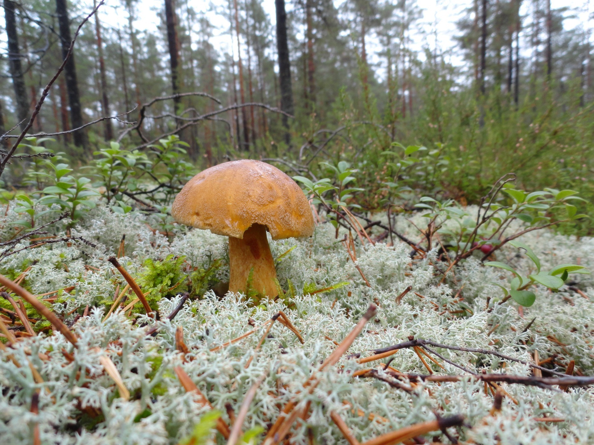 pilze pilz pilz herbst holz natur saison moos im freien schwein blatt lebensmittel flora deckel baum wild gras essbar sommer umwelt