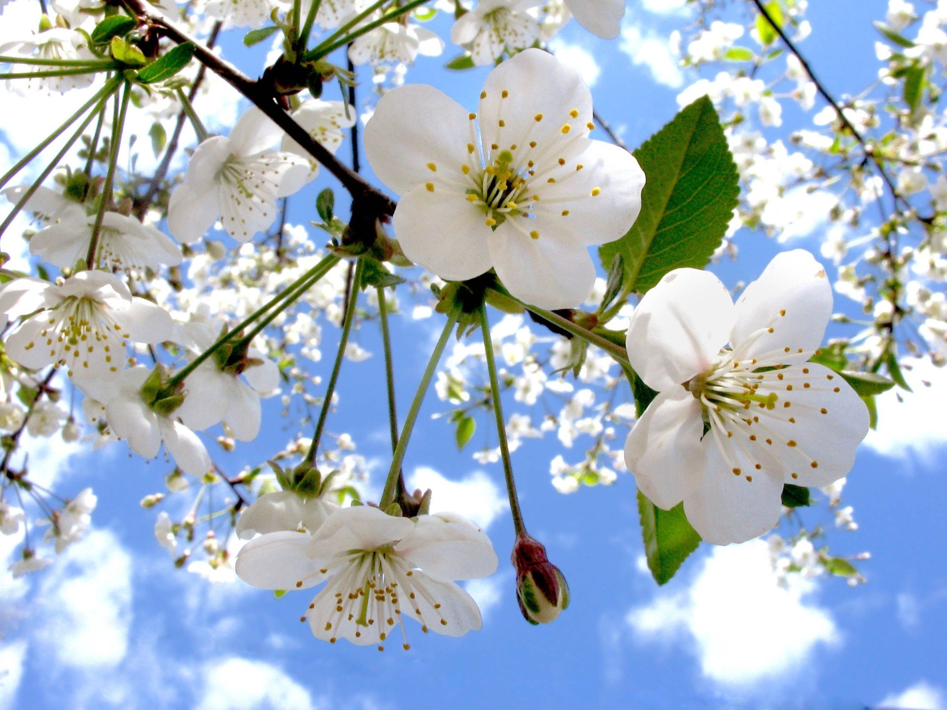 frühling blume kirsche zweig natur flora baum blühen saison apfel garten blütenblatt kumpel blatt floral wachstum sommer pflaumen schön hell schließen