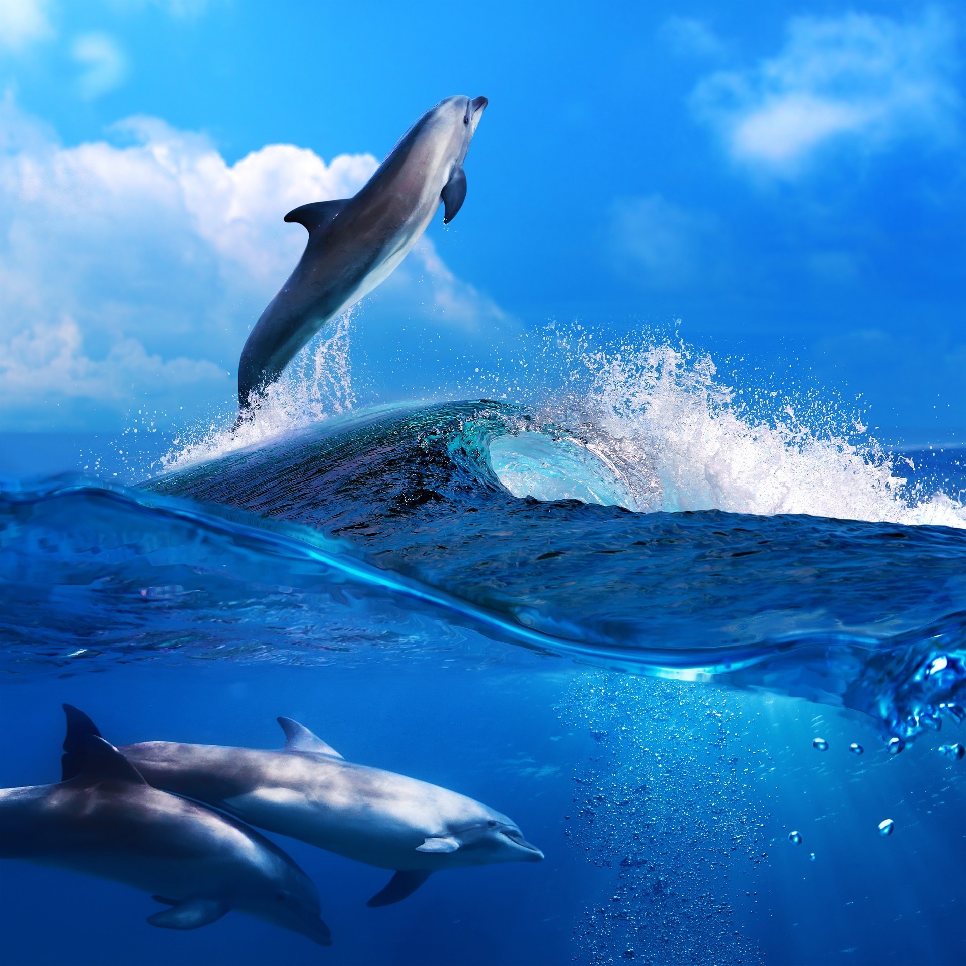Картинки на рабочий стол дельфины на море
