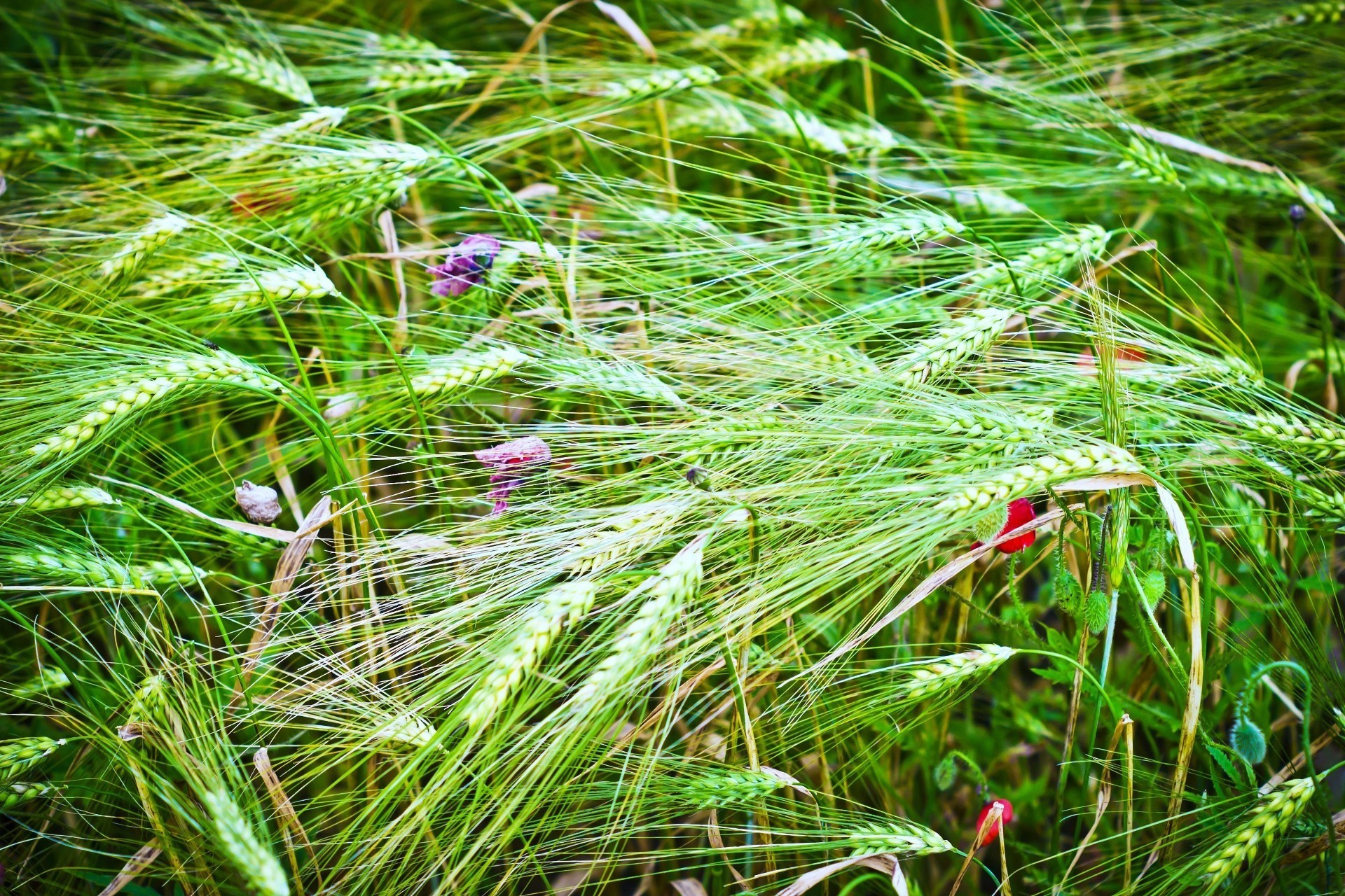 felder wiesen und täler flora natur saison gras feld schließen farbe sommer umwelt wachstum des ländlichen flocken desktop samen hell hell bauernhof landwirtschaft im freien blatt