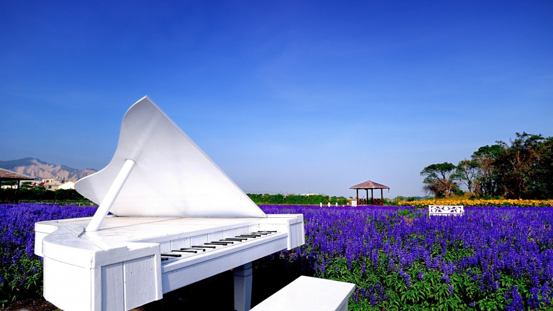 instrumentos musicales verano cielo naturaleza al aire libre flor viajes