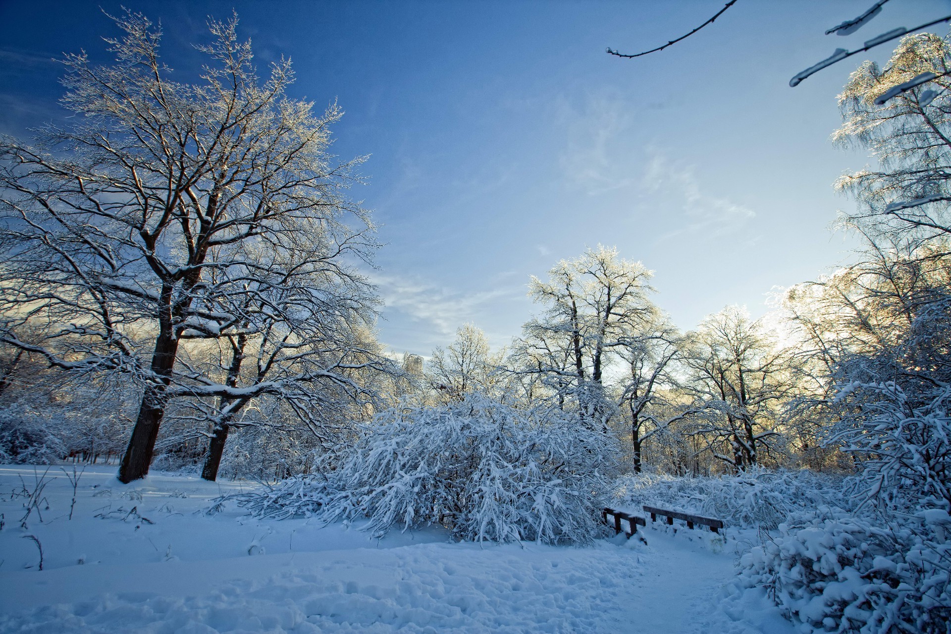 inverno neve gelo freddo albero congelato legno paesaggio ghiaccio tempo stagione ramo neve-bianco scenico gelido natura bel tempo ghiacciato scena