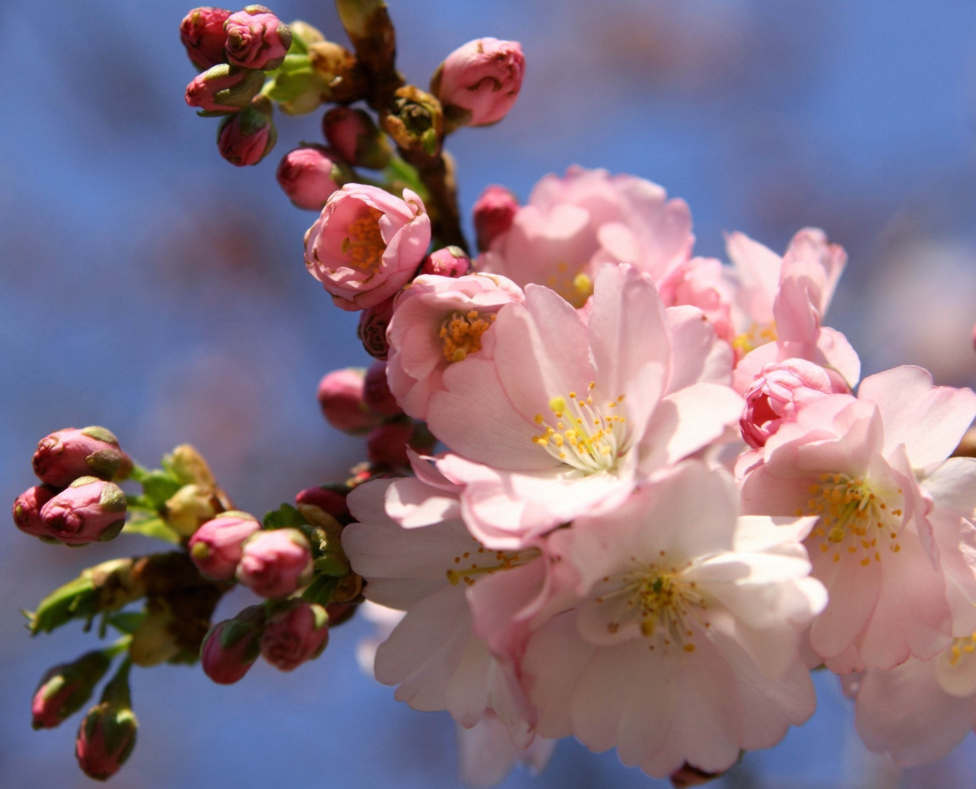 primavera flor cereza naturaleza rama árbol flora manzana hoja amigo ciruela pascua jardín arboleda albaricoque crecimiento floración pétalo brillante delicado