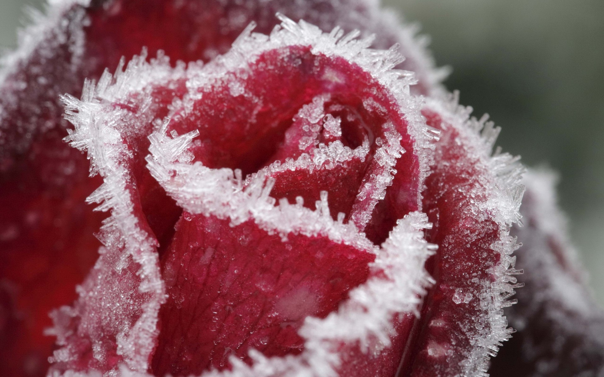 Поиск обоев розы под снегом в разделе все категории.