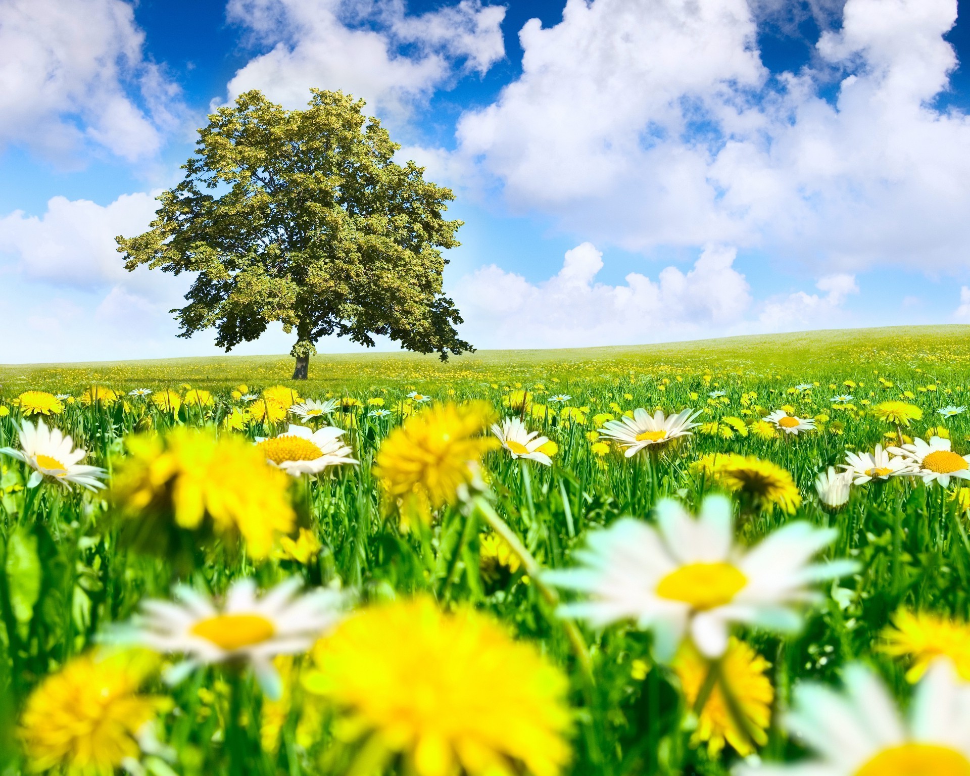 fields meadows and valleys field nature summer grass rural hayfield sun flower chamomile growth fair weather flora bright lawn sunny pasture season garden country