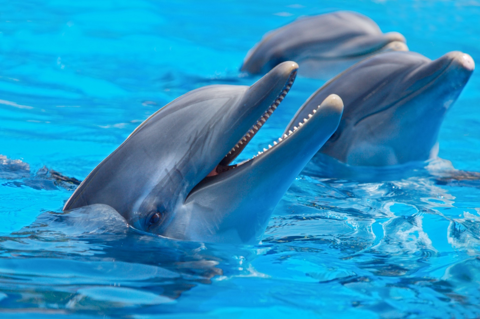 animaux natation dauphin sous-marin eau ventilateur poissons mer océan faune baleine fin plongée aquarium