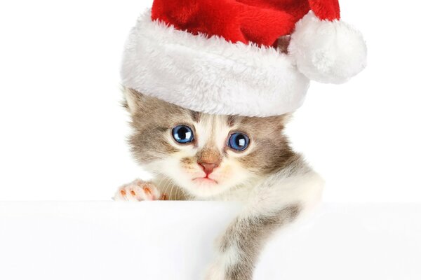 Cute kitten in a Christmas hat