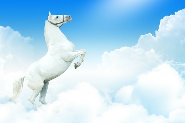 White Wild horse in snowy clouds