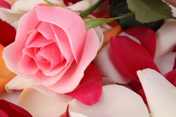 Eine rosa Rose liegt auf den Blütenblättern