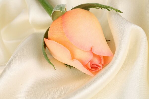 An orange Rose lies on white silk