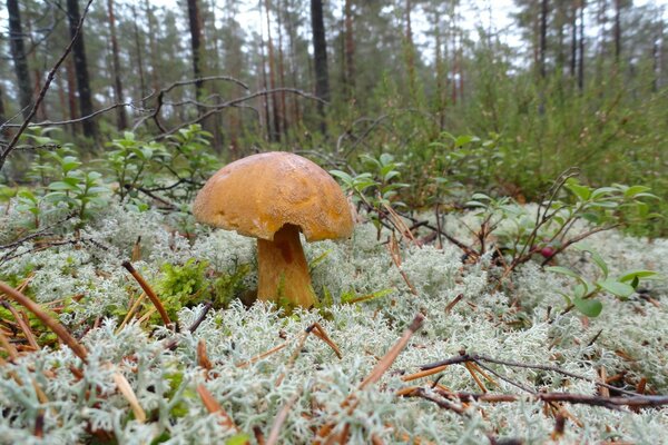 Ciao autunno. mokhovichok !