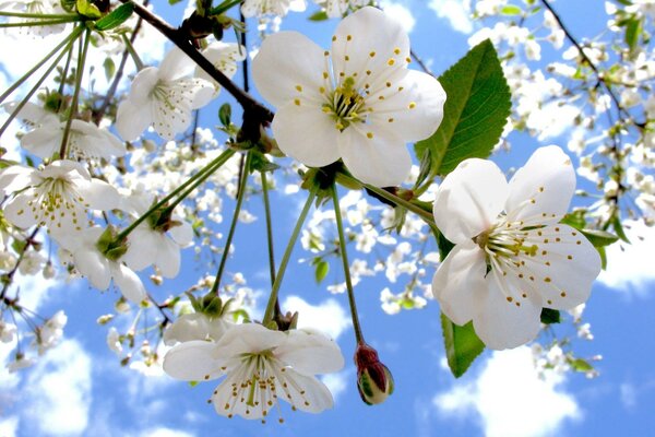 Fiori di ciliegio in bianco