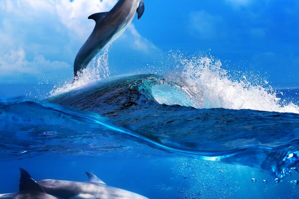 Dauphin sautant dans les eaux de l océan