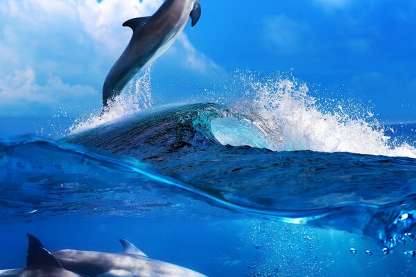 在海水中跳跃海豚