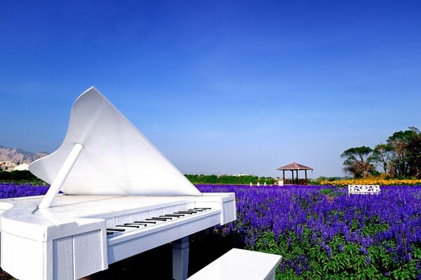 Unusual white grand piano in a field of flowers outdoors