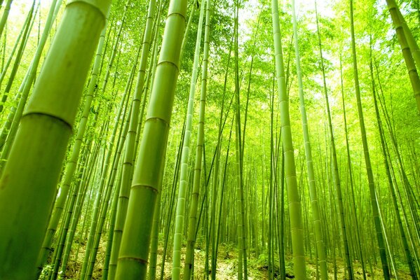 Forêt verte d été de babmuk