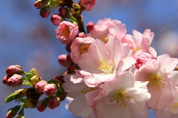 Flores de cerezo florecen en una rama