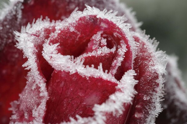 Rosa ricoperta di brina