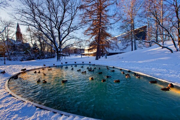 Patos nadando en el estanque de invierno del parque de la ciudad