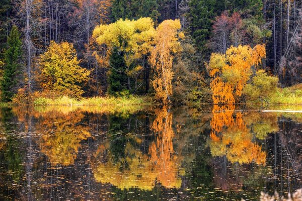 The autumn forest is reflected in the water