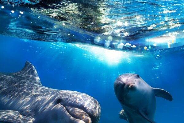 Underwater world. Dolphins. Swimming