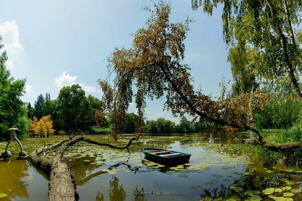 An abandoned boat in a pond by a tree