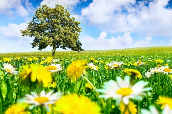 A lonely tree in a chamomile field