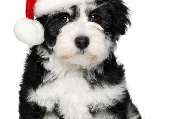 A dog in a Santa Claus hat