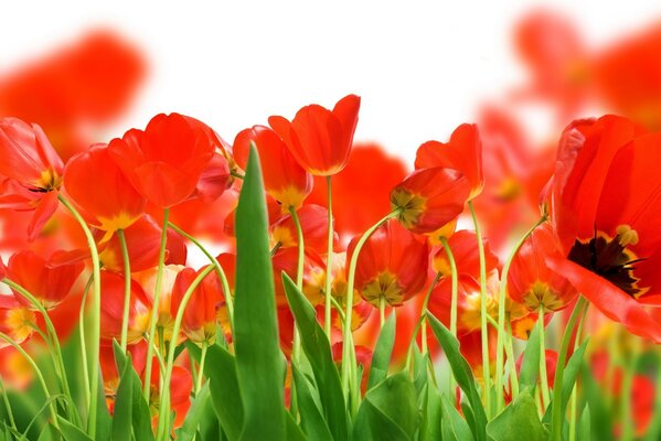 Red field of wild Tulips