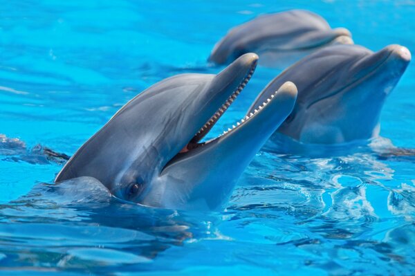 Three dolphins look out of the water