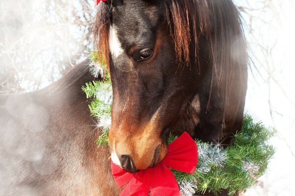 Fetesi horse with a Christmas wreath