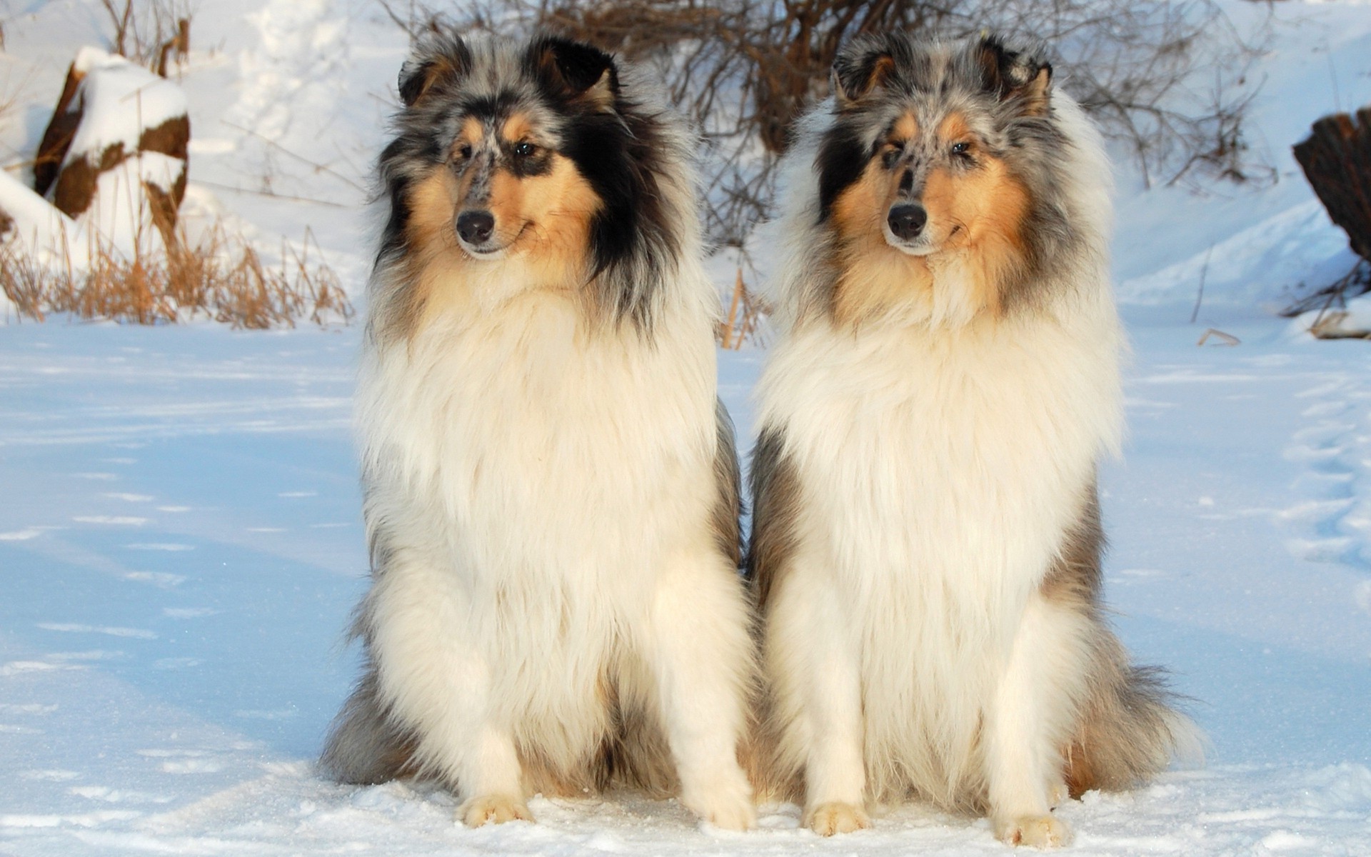 cane mammifero cane animale neve ritratto inverno animale domestico canino