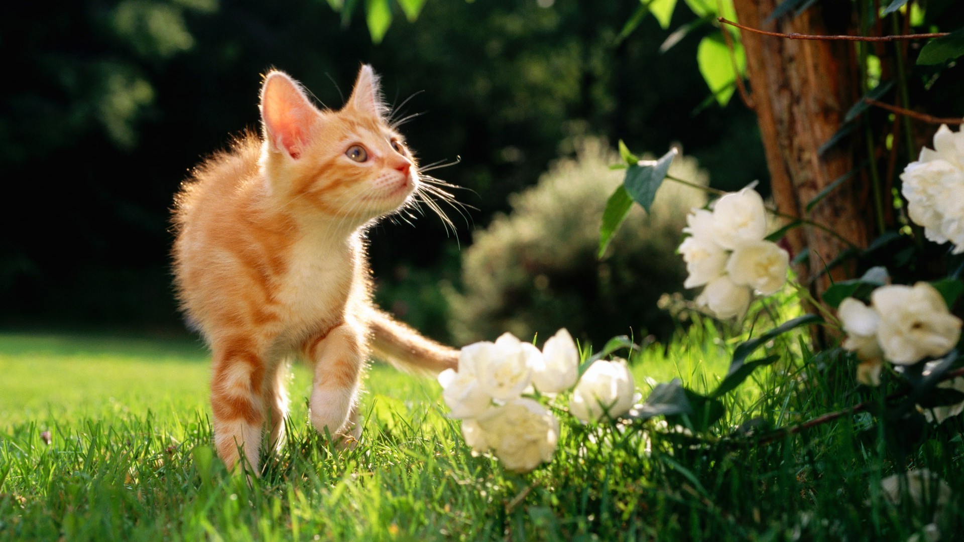 gatos naturaleza lindo mamífero hierba animal gato mascota retrato pequeño pelaje joven al aire libre ojo